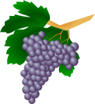 Grapes - Raisin